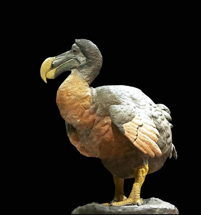 Picture Information Dodo Bird in Mauritius
